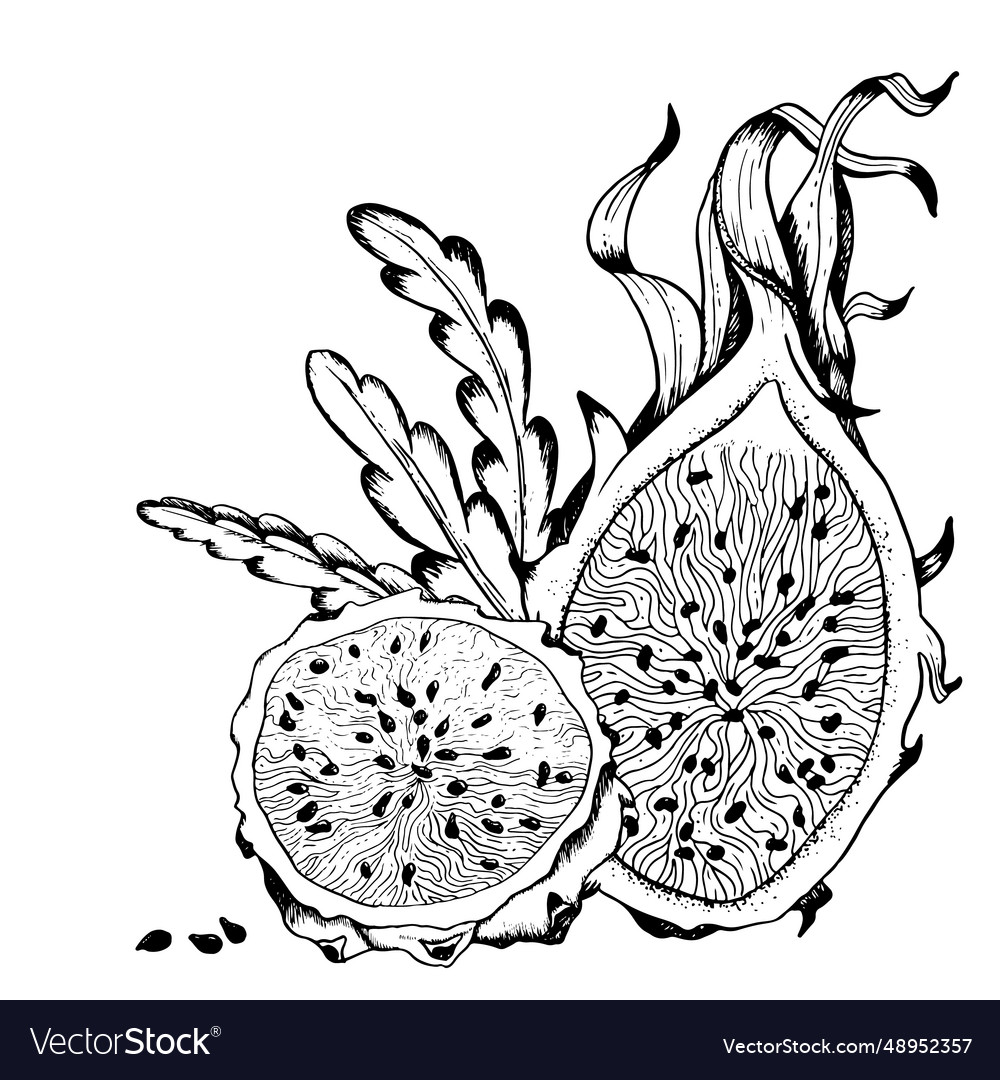 Dragon fruit coloring pages