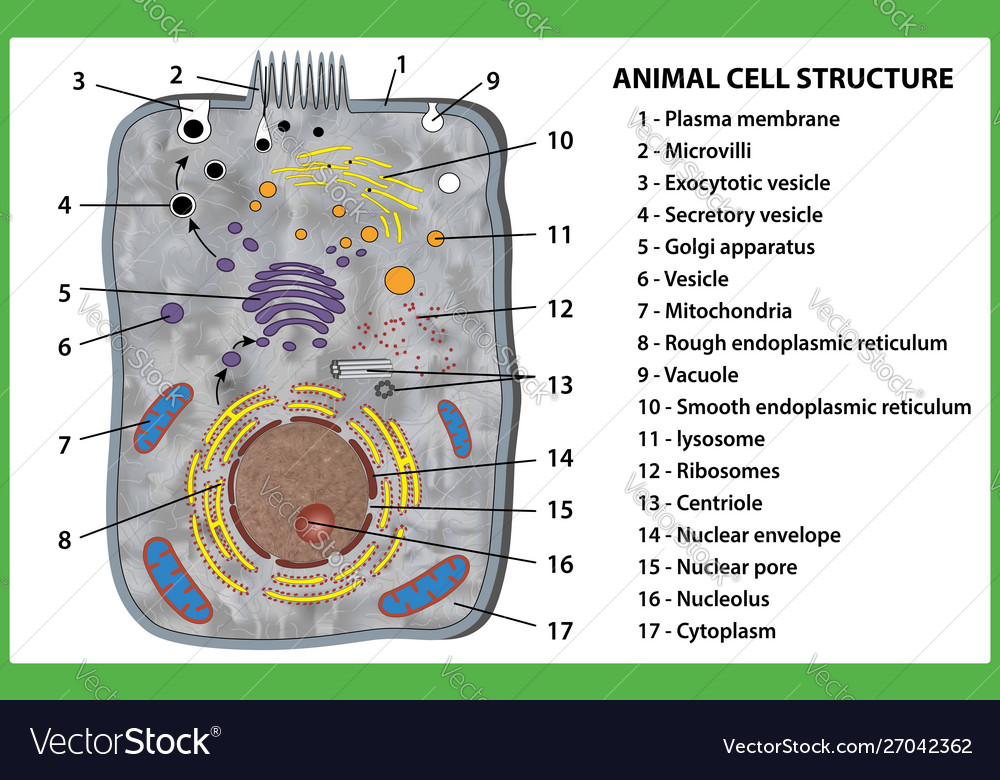 Animal Cell Structure On White Background Vector Image