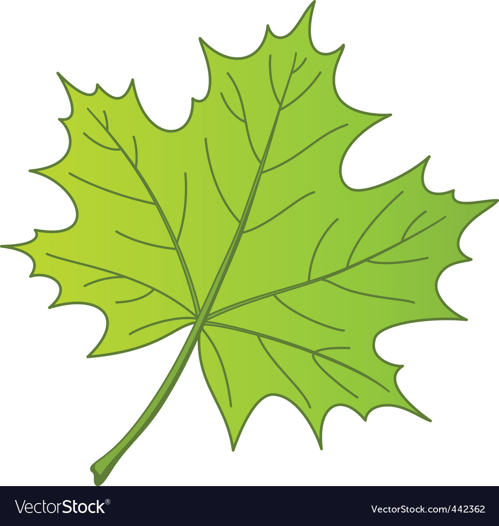 Leaf of a maple Royalty Free Vector Image - VectorStock