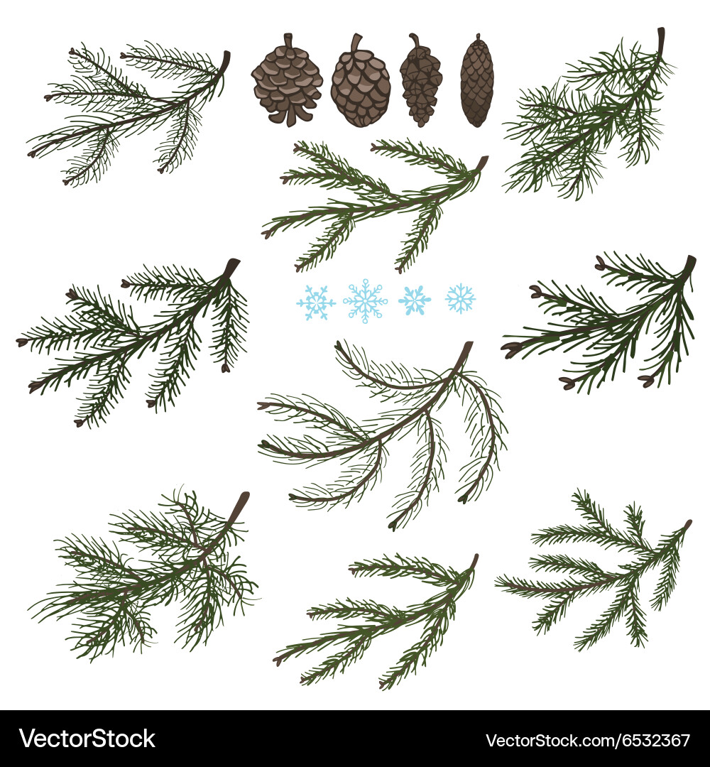 Spruce branches with pine cones set Royalty Free Vector