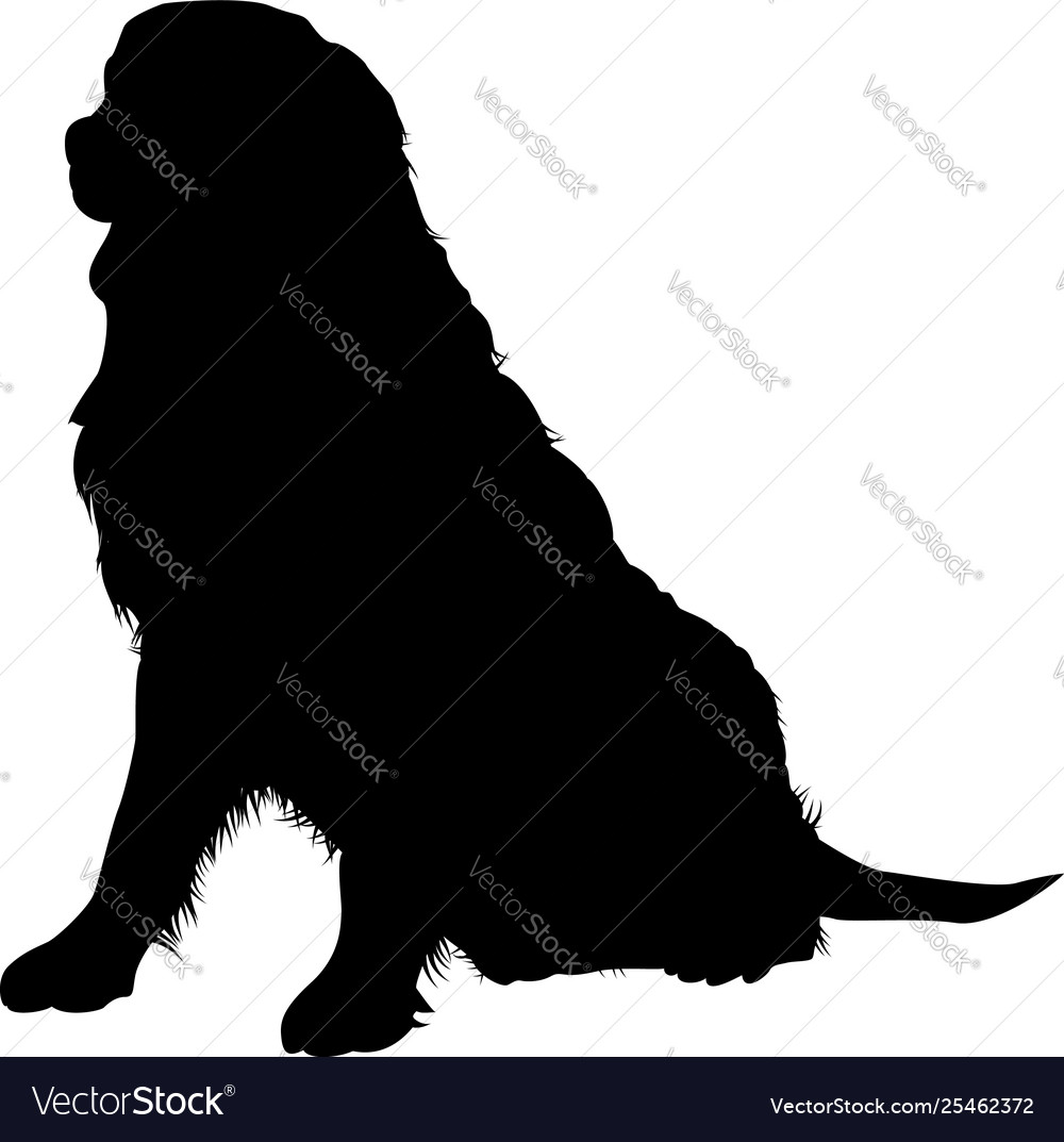 Bernese mountain dog silhouette Royalty Free Vector Image