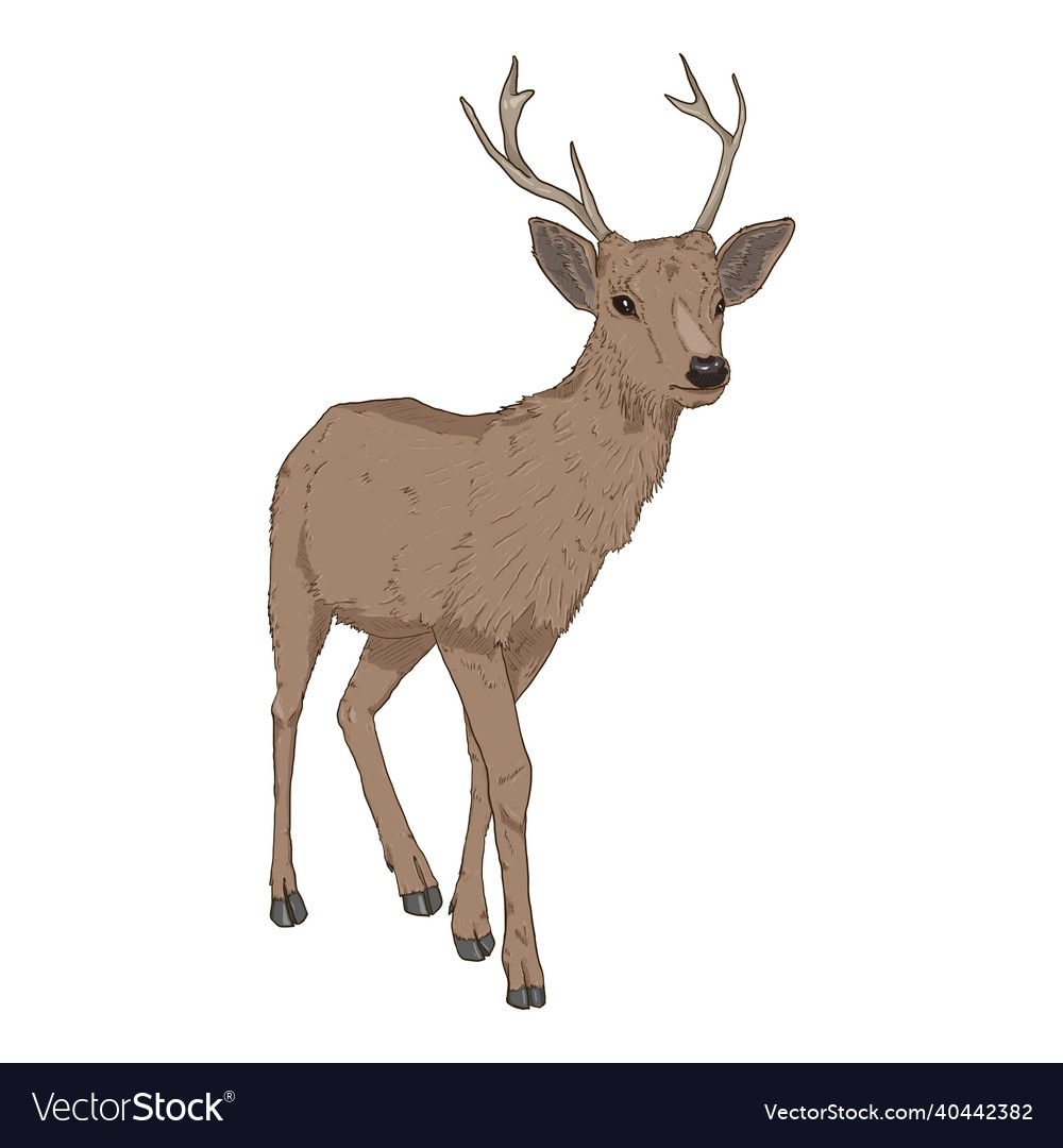 Deer body deals