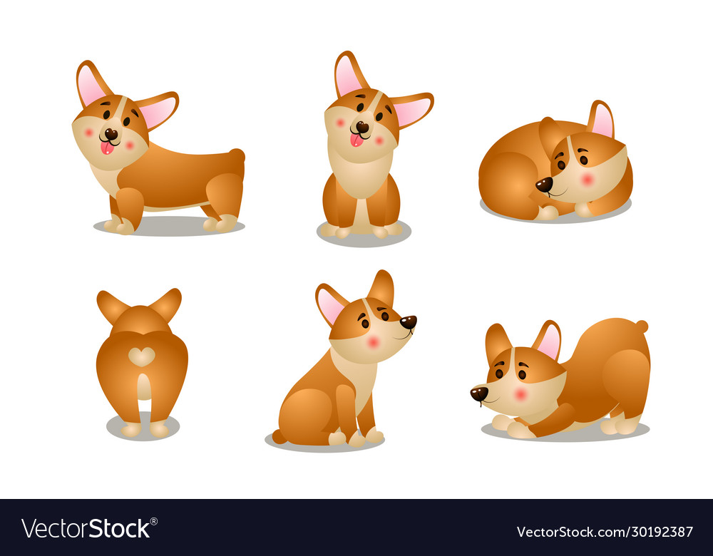 Friendly Brown Corgi Dogs In Different Poses Vector Image