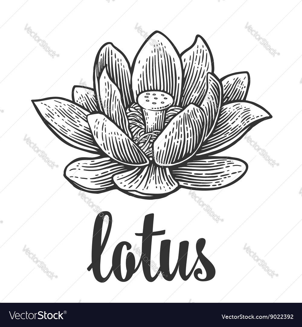 Lotus flower black engraving vintage Royalty Free Vector