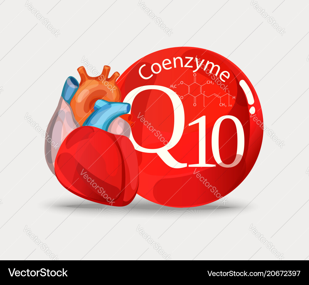 Coenzyme q10 and heart Royalty Free Vector Image