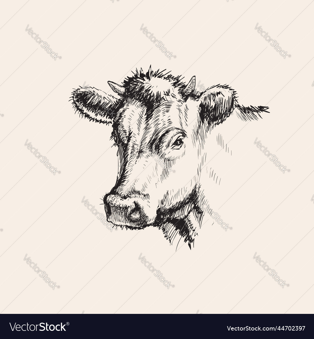 Hand drawn sketch cow Royalty Free Vector Image