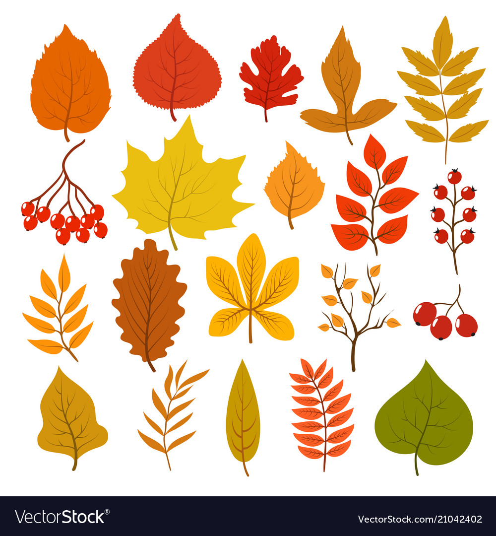 Golden and red autumn leaves brunches berries vector image Golden and red autumn leaves brunches berries