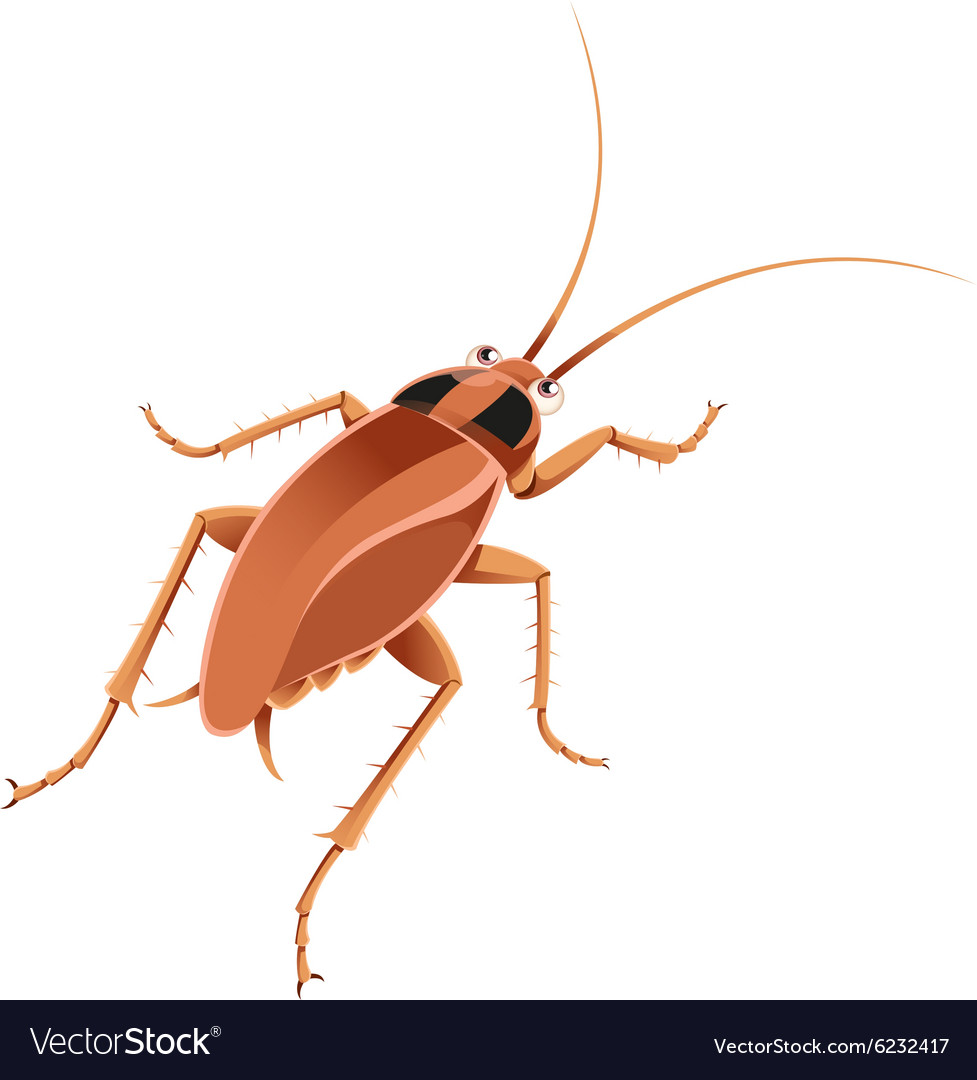 Cockroach Royalty Free Vector Image - VectorStock