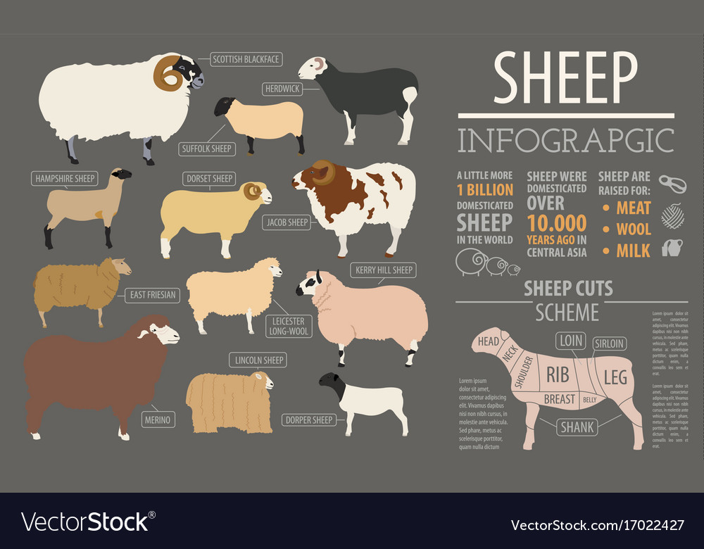 Sheep breed infographic template farm animal flat Vector Image