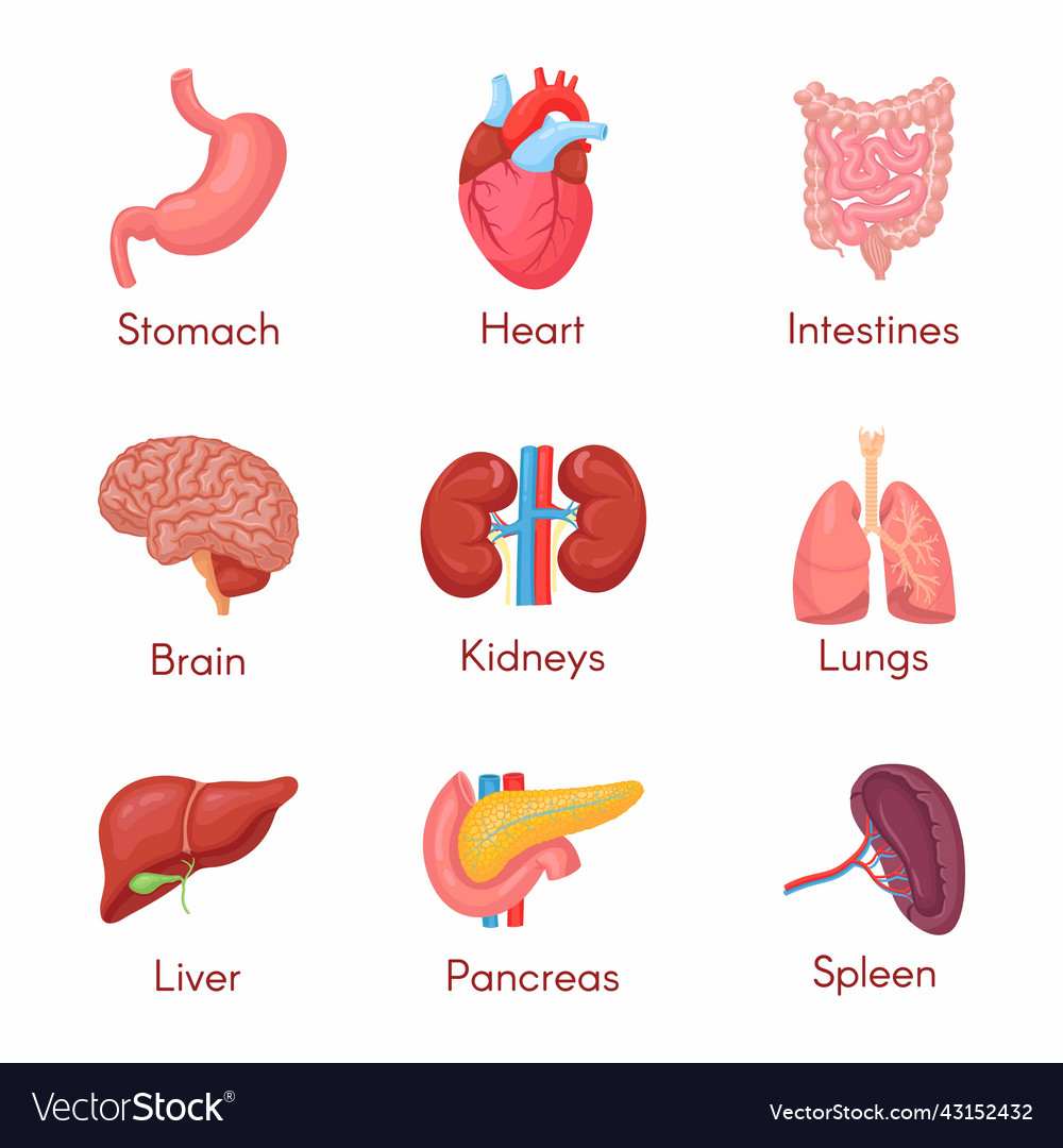 Human Anatomy Internal Organ Set With Brain Vector Image