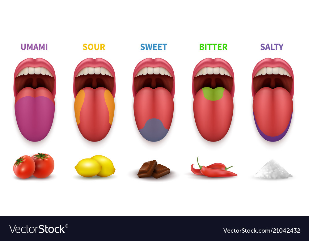 Human tongue basic taste areas smack map in mouth Vector Image