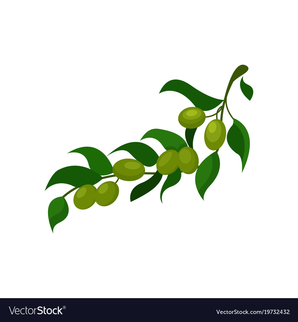 Olive branch Royalty Free Vector Image - VectorStock