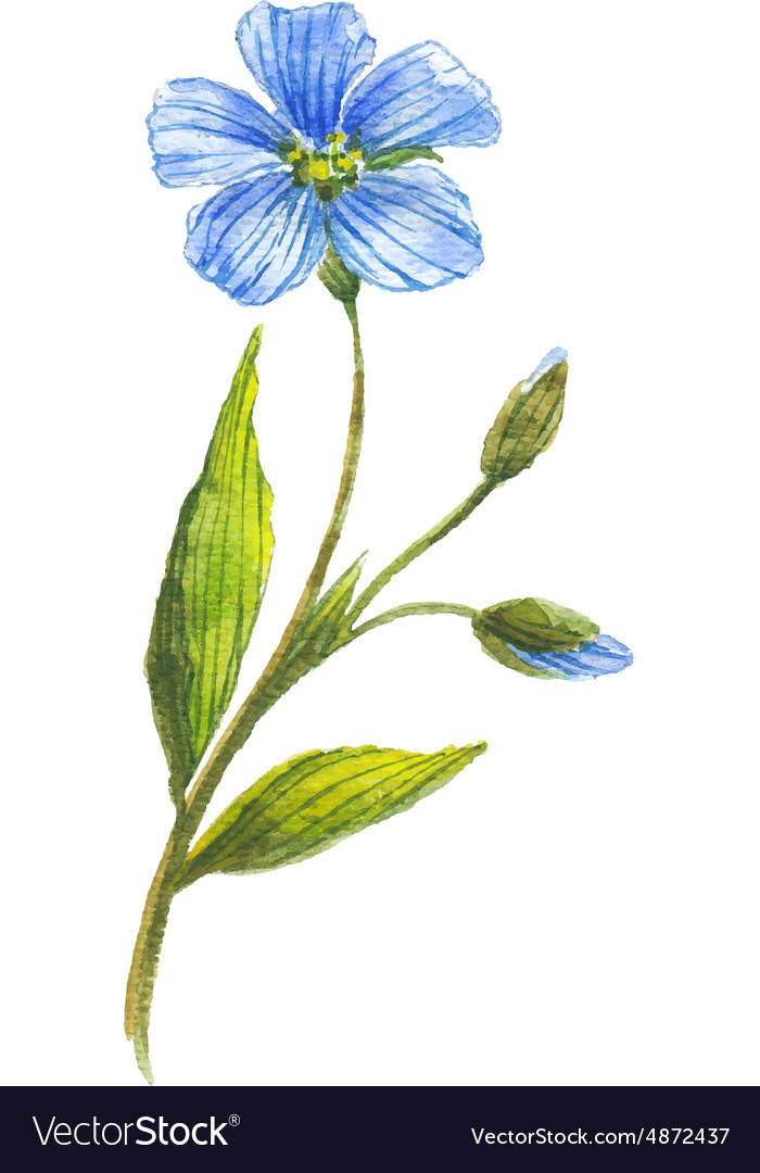 blue flower of flax