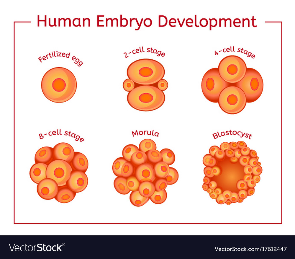 Embryo development image Royalty Free Vector Image