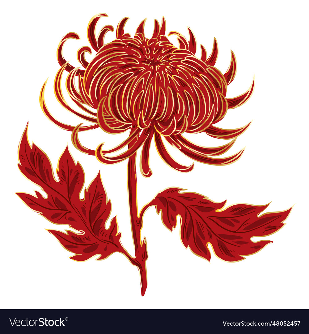 Crysanthemum fire like flower Royalty Free Vector Image