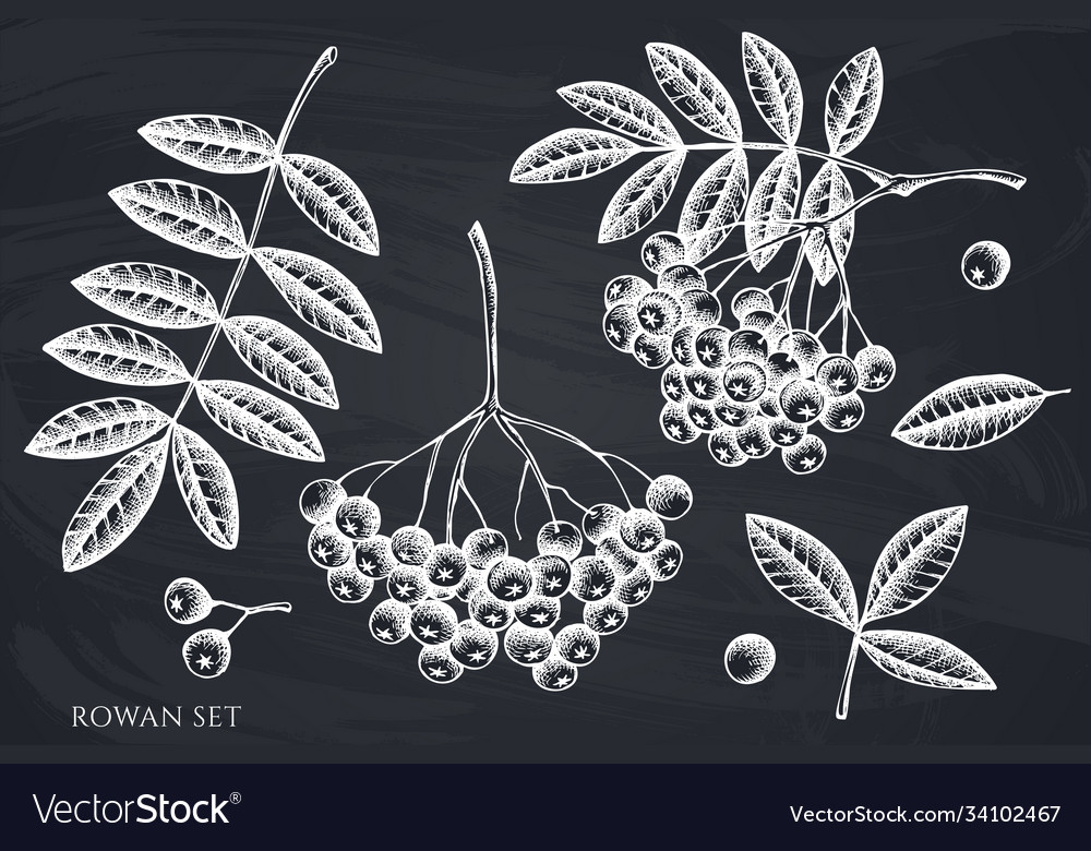 Set Hand Drawn Chalk Rowan Royalty Free Vector Image