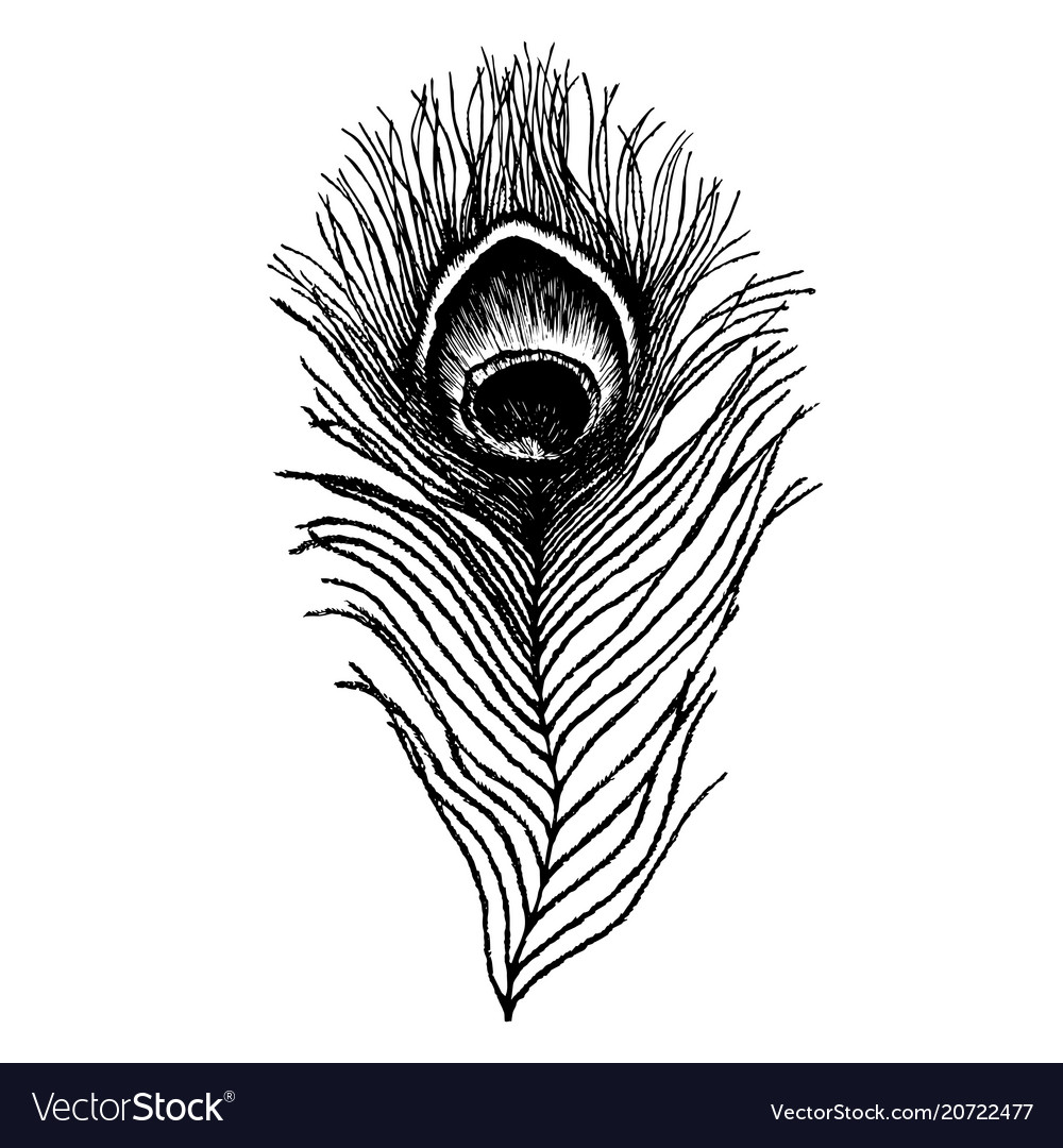 HellP Art  Peacock feather by Hell2theP on DeviantArt  Feather drawing Peacock  feather drawing Feather sketch