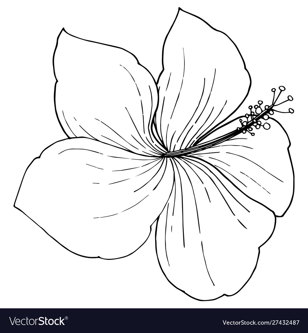 Hibiscus floral tropical flowers black Royalty Free Vector