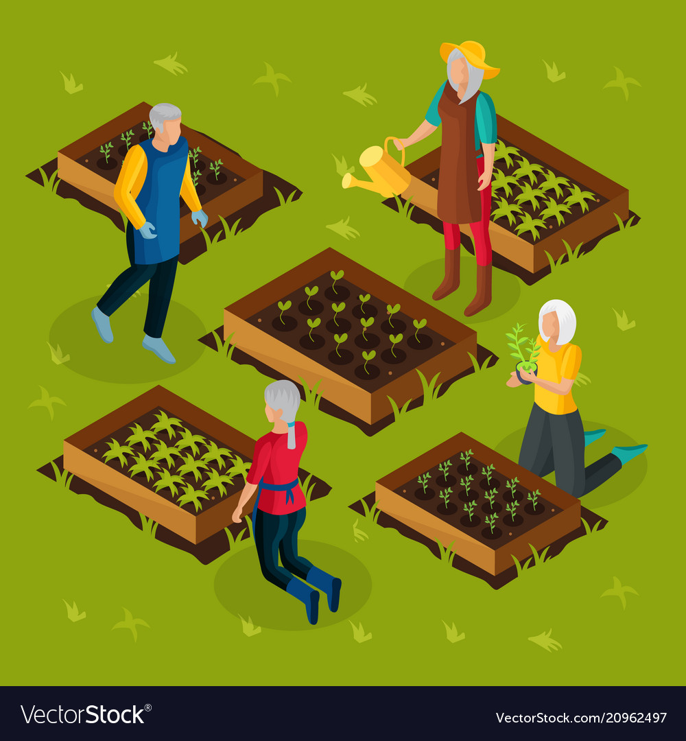Isometric pensioners working in garden template Vector Image