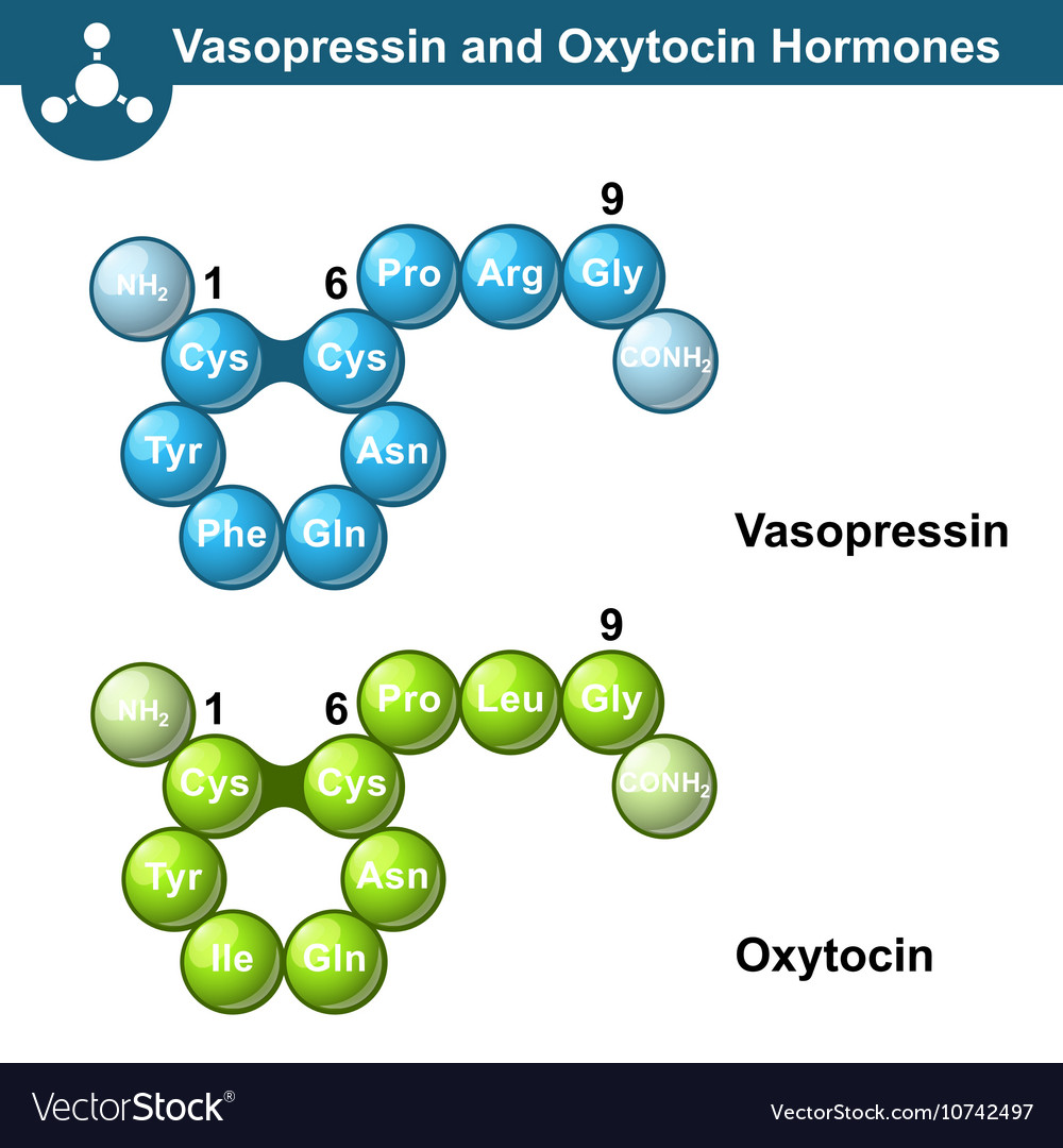 Vasopressin And Oxytocine Hormones Royalty Free Vector Image