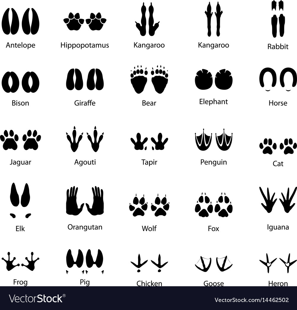 Set of traces of animals and birds Royalty Free Vector Image