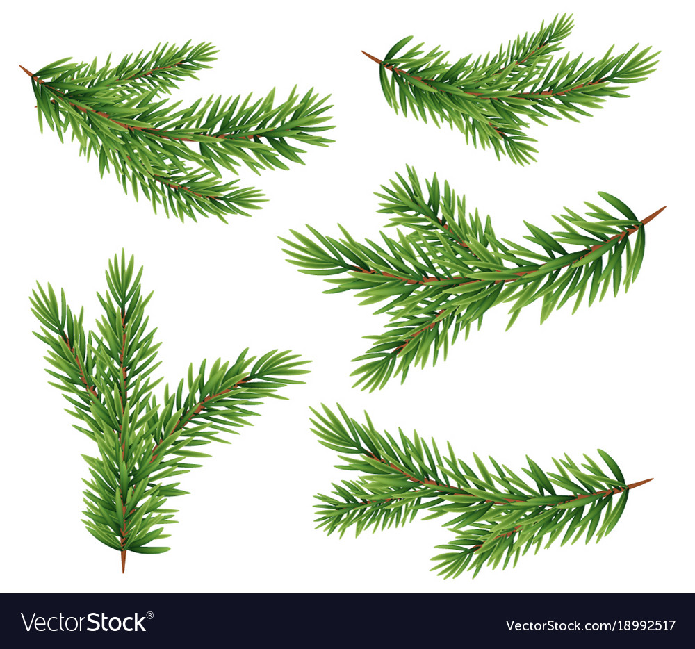 Collection set of realistic fir branches Vector Image