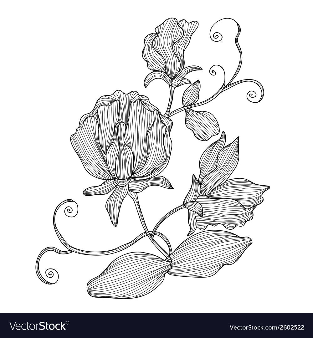 Decorative sweet pea Royalty Free Vector Image