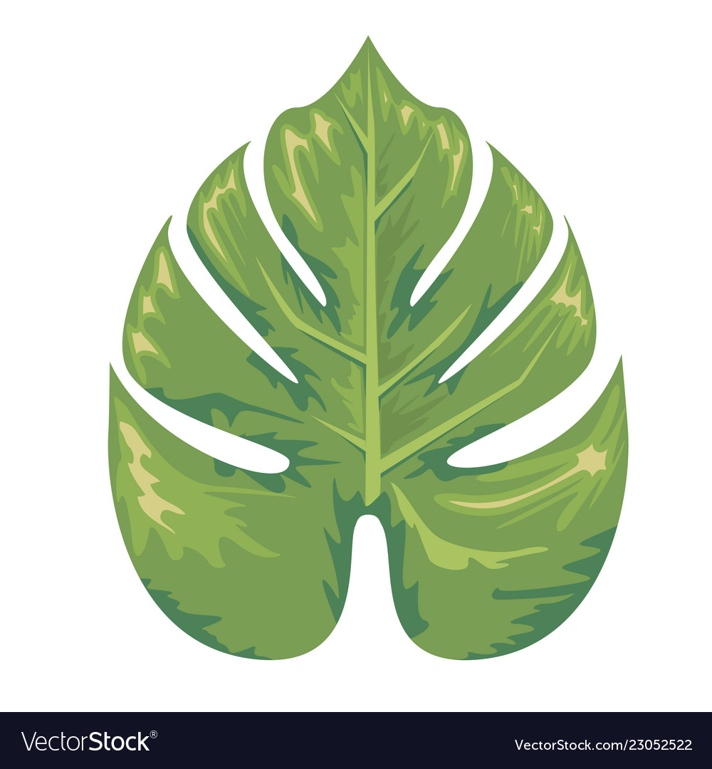 Tropical exotic leaf monstera tree Royalty Free Vector Image