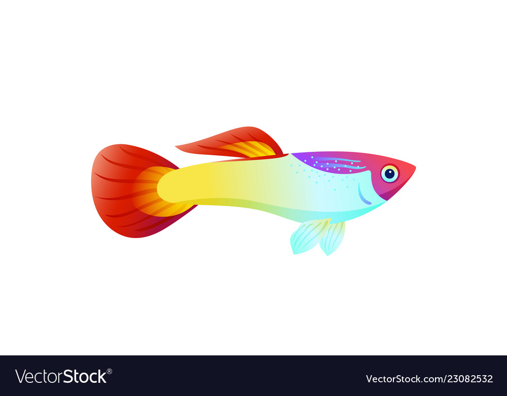 Multicolored marine fish isolated on white poster