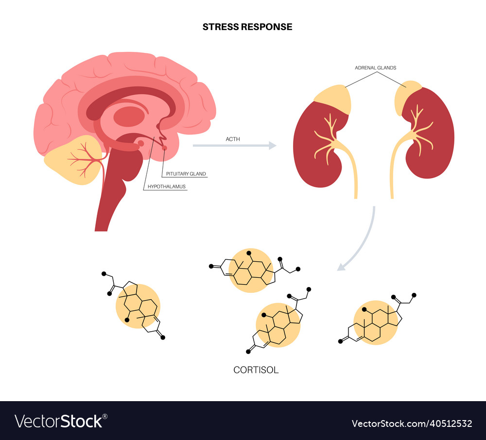 Stress response system