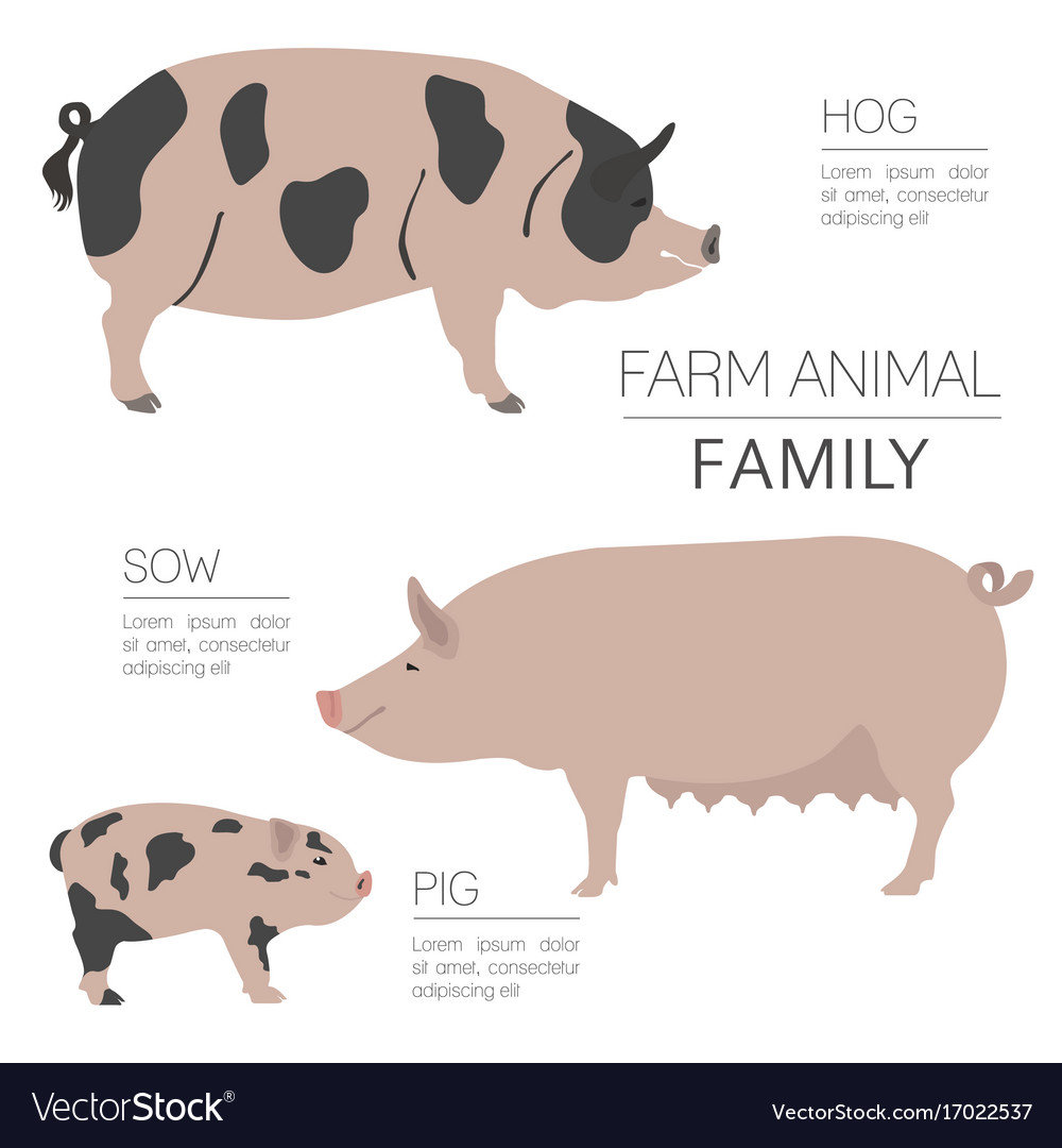 Pig farming infographic template hog sow Vector Image