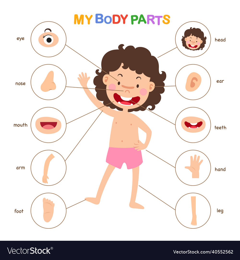 Vocabulary part of body Royalty Free Vector Image