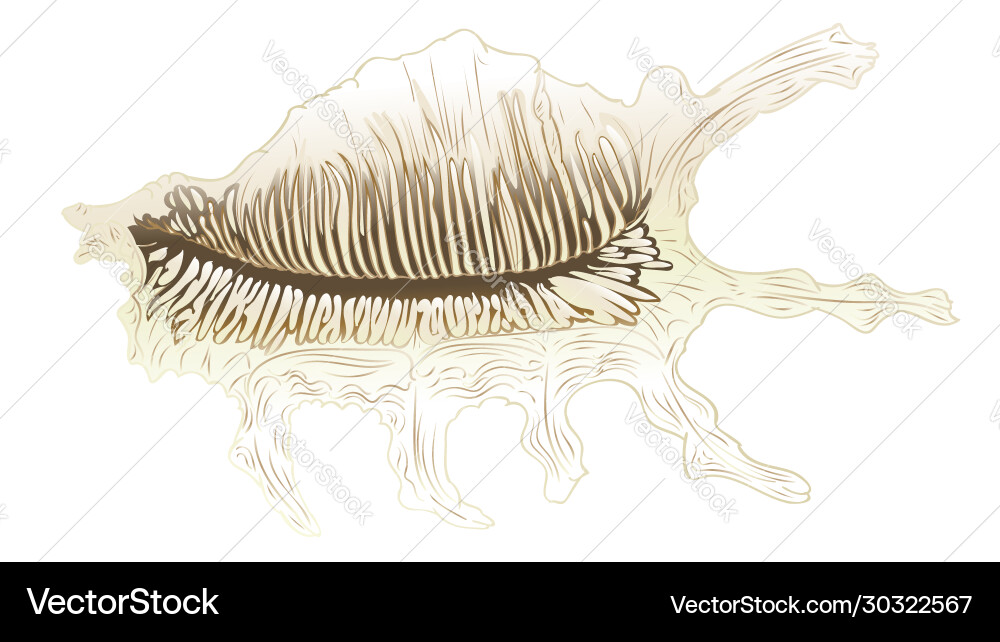 Decorative seashell design Royalty Free Vector Image