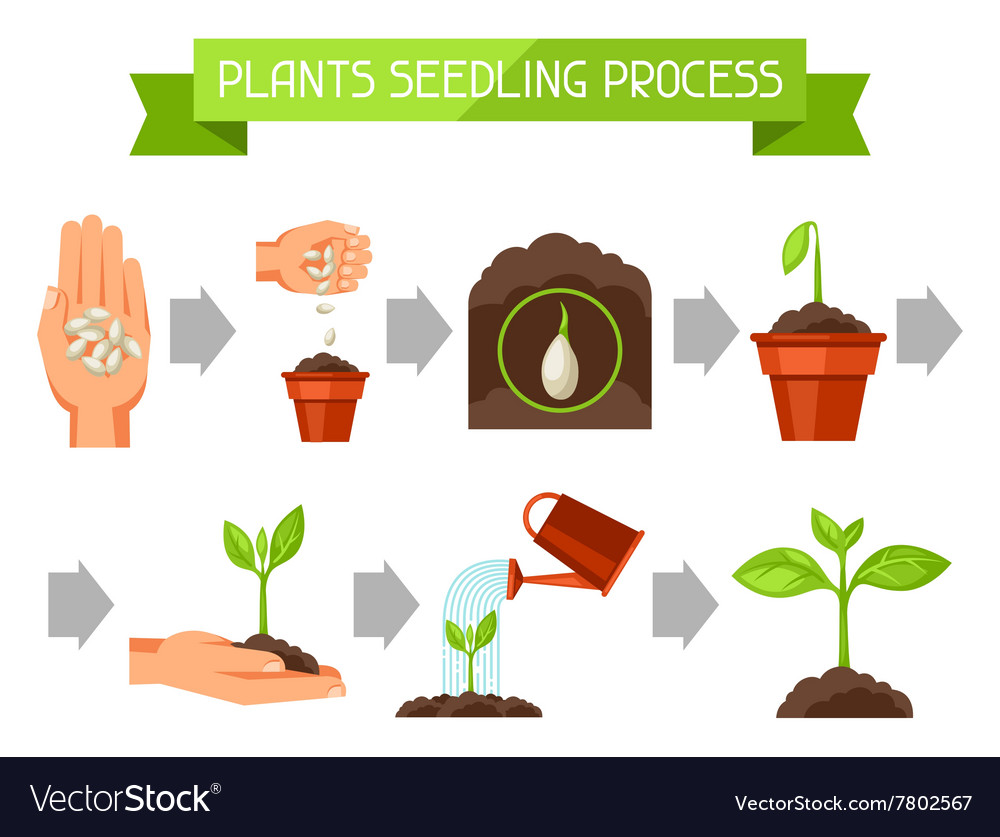 Seedling infographics with phases of plant growth Vector Image