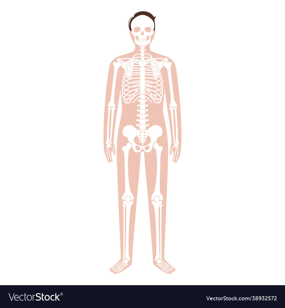 Human skeleton concept