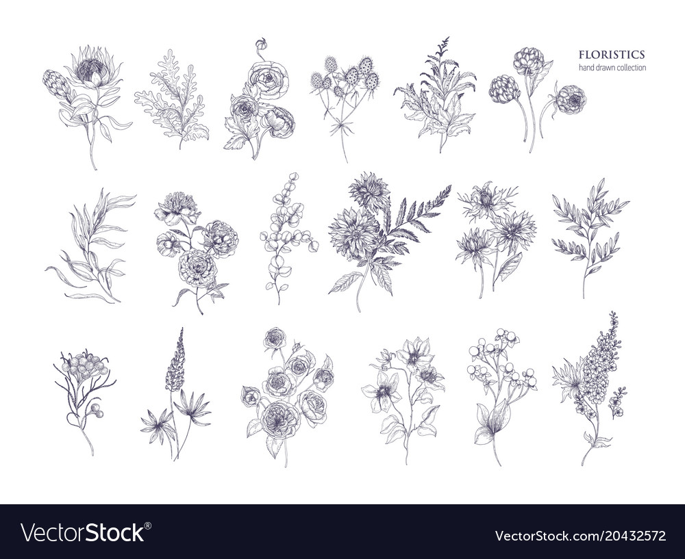 Set of beautiful floristic flowers flowering Vector Image