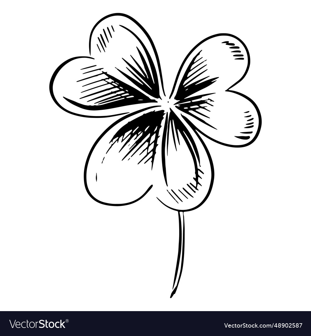 Leaf clover drawn Royalty Free Vector Image - VectorStock