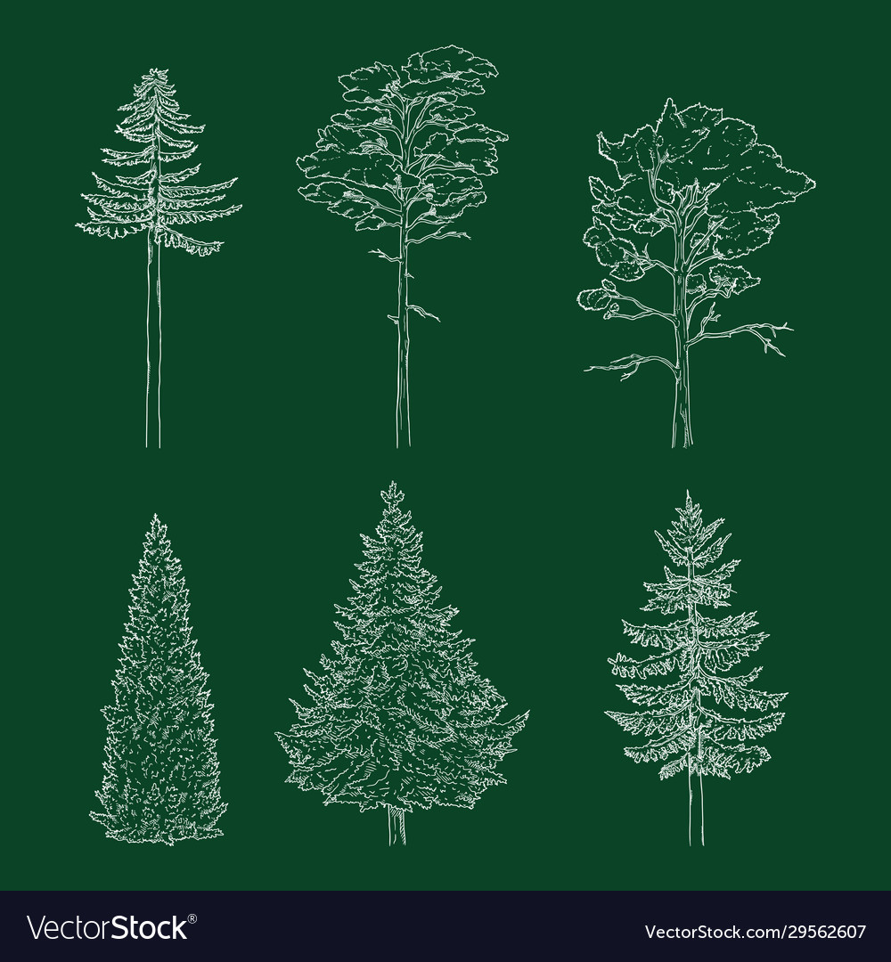 Set chalk hand drawn sketch pine trees