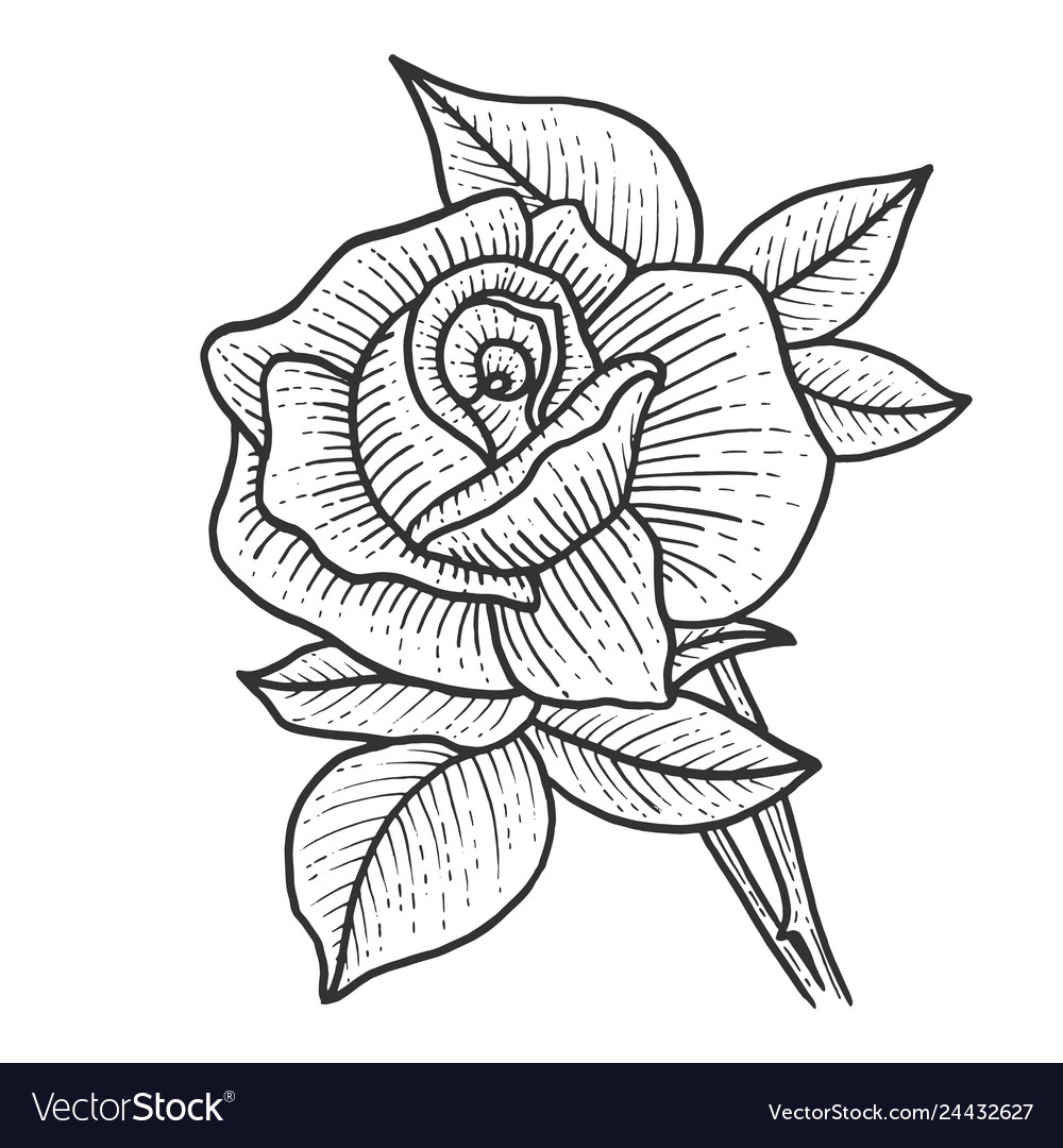 Rose flower sketch engraving Royalty Free Vector Image