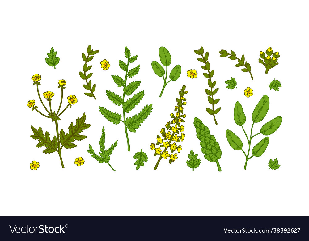 Set meadow plants design elements isolated