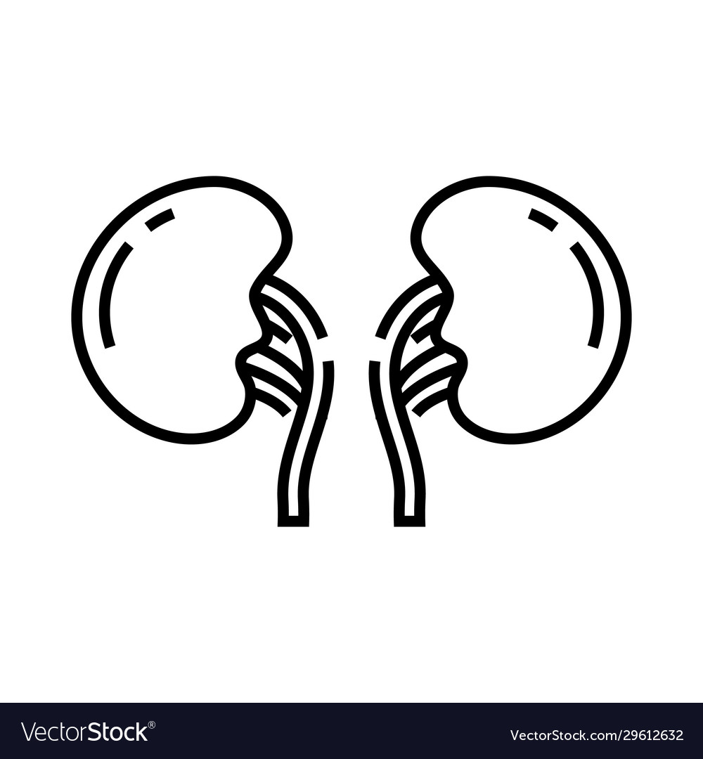 Body organ line icon concept sign outline