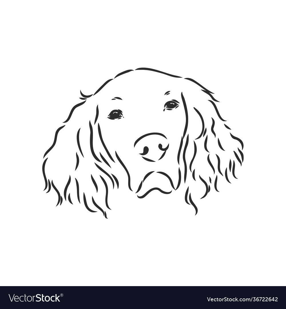 Dog hand drawn english setter isolated Royalty Free Vector