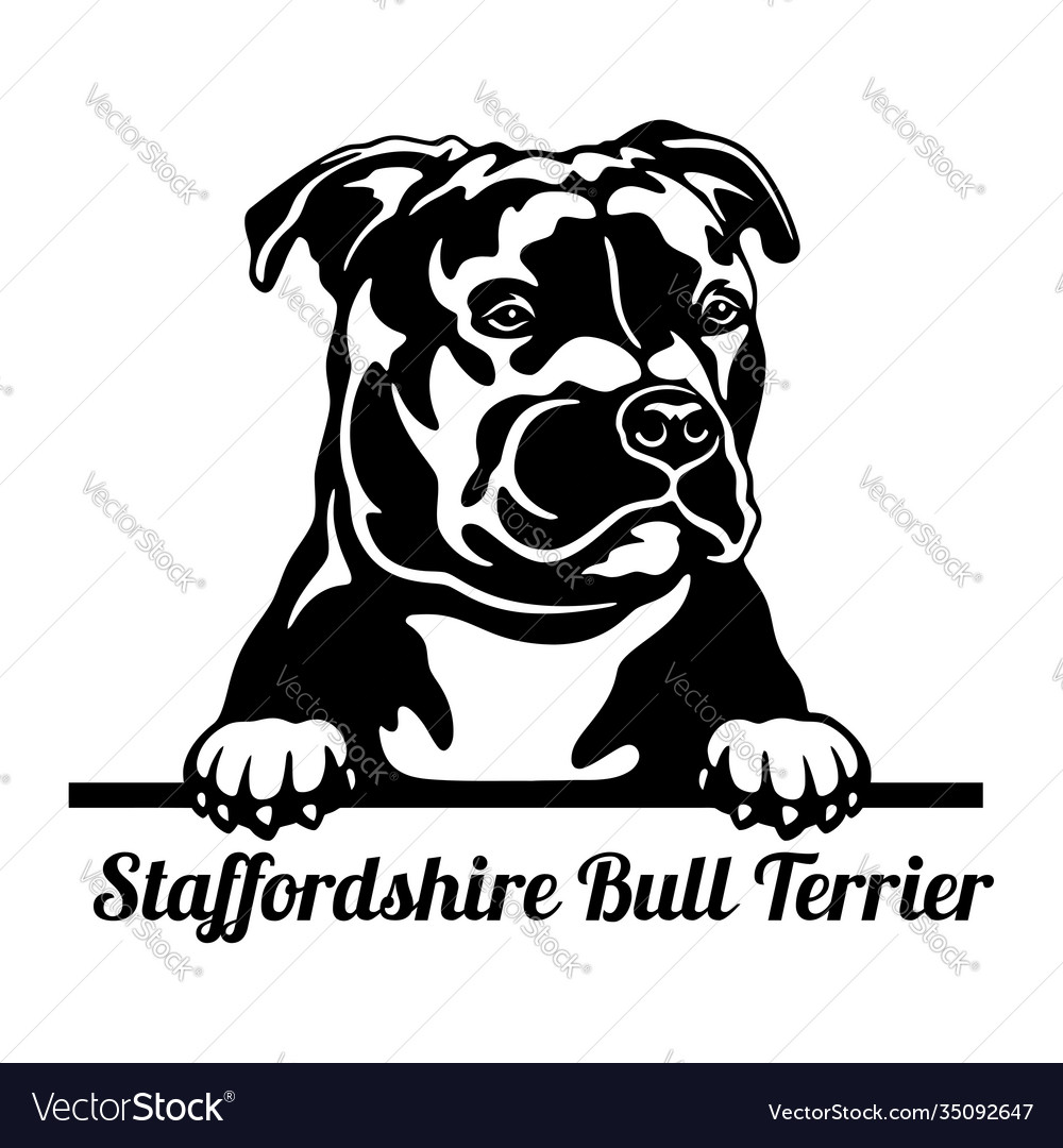 Staffordshire Bull Terrier Peeking Dog - Head Vector Image