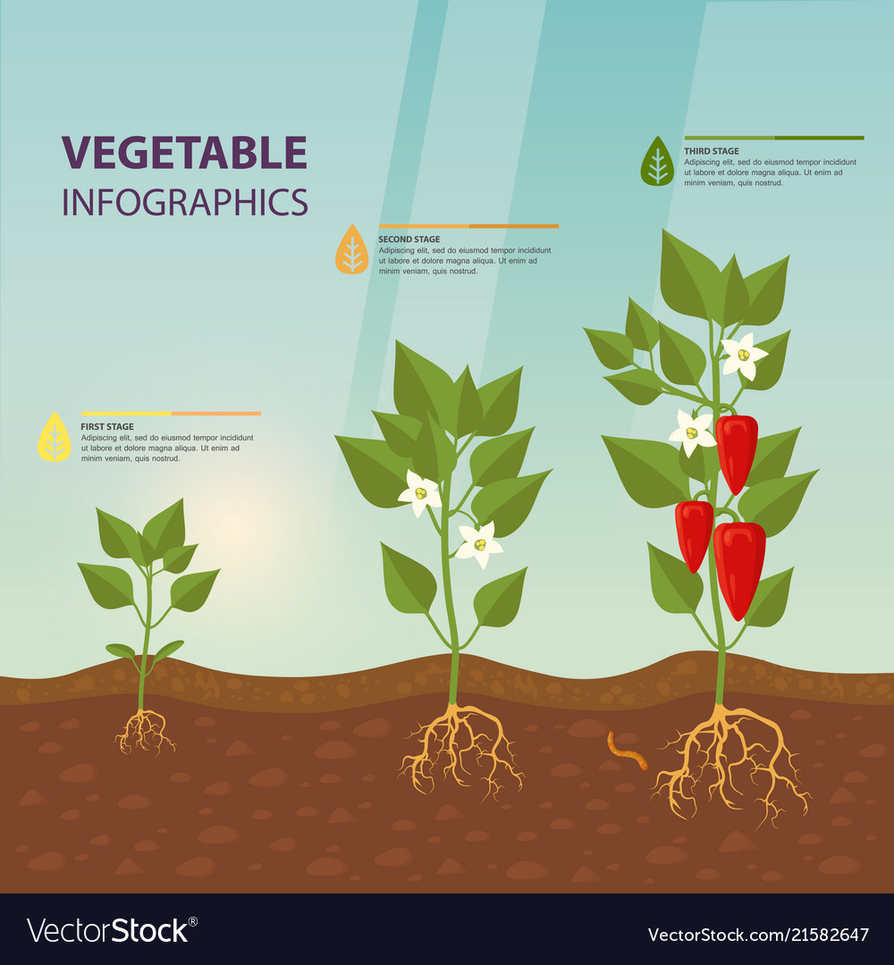 Sweet red bell pepper infographic template Vector Image