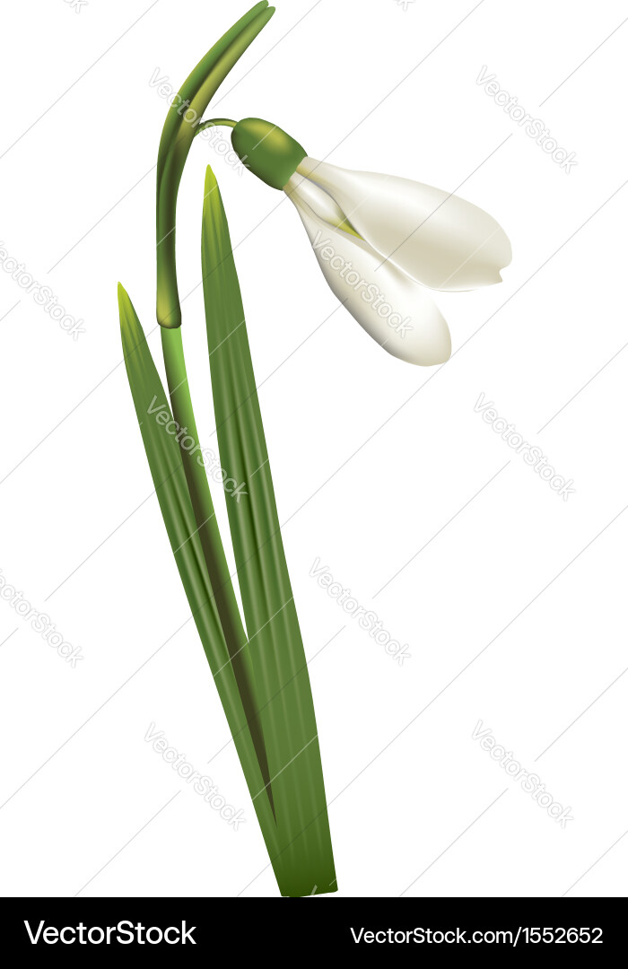 Snowdrop2 Royalty Free Vector Image - VectorStock