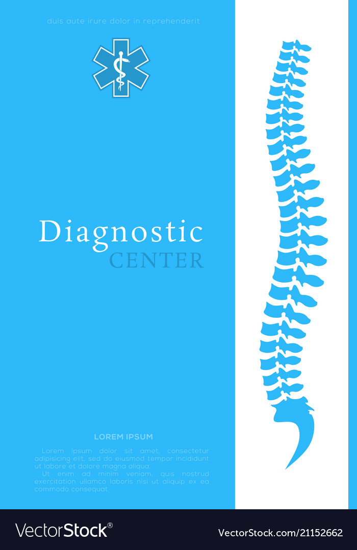 Vertebral column all vertebrae cervical thoracic Vector Image