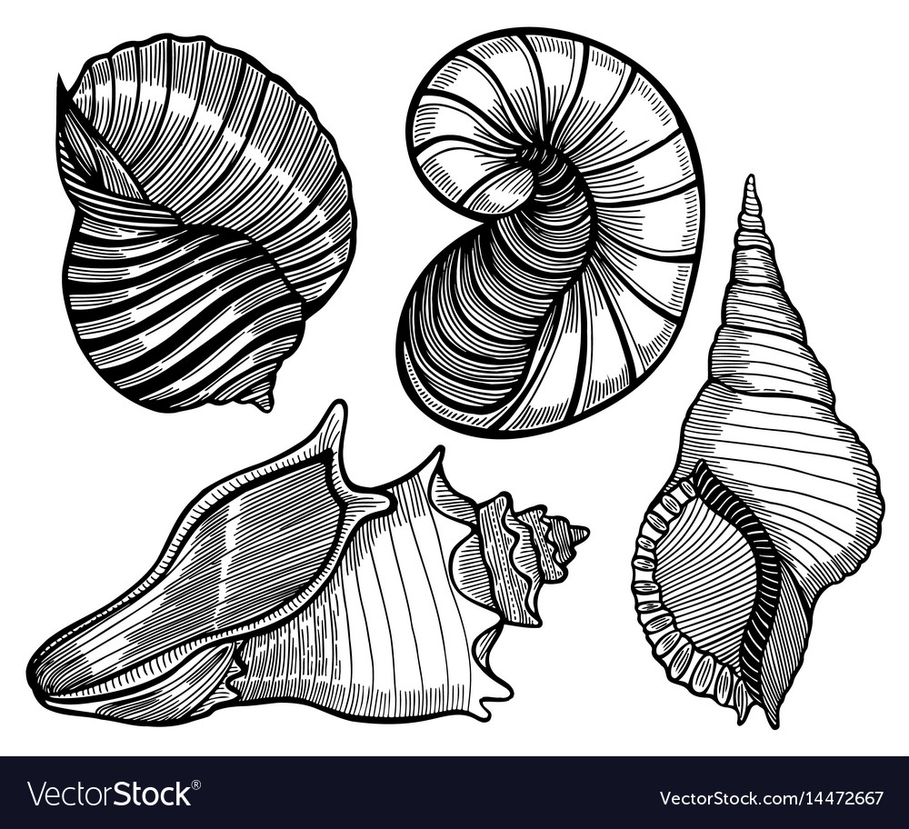 Hand drawn set of various seashell Royalty Free Vector Image