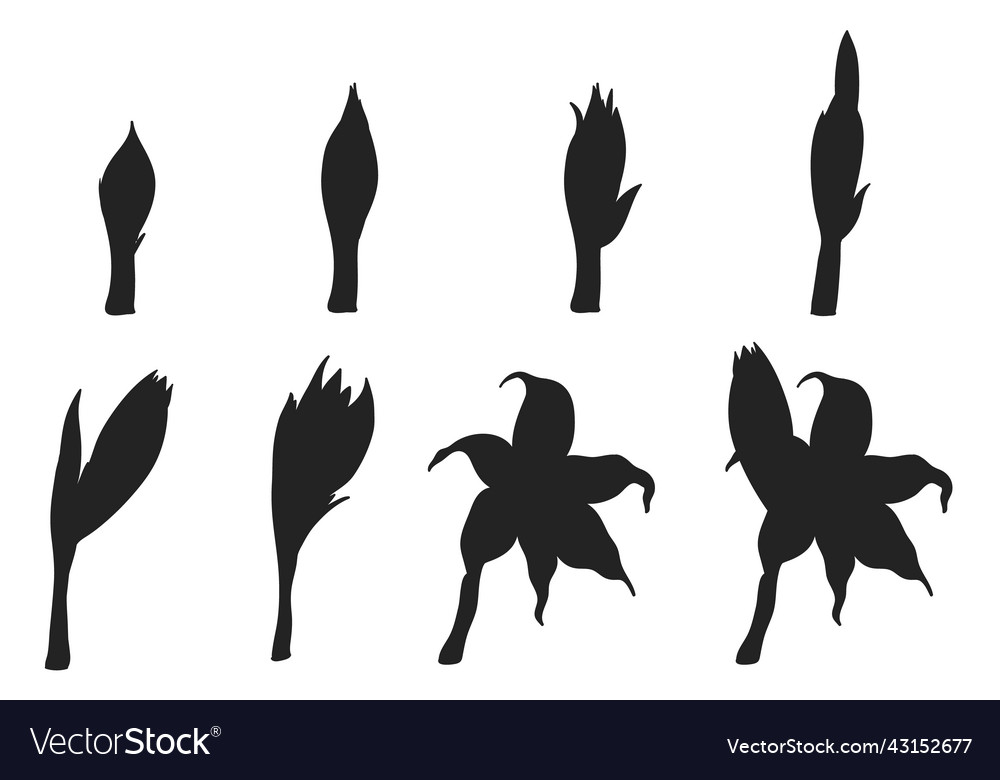 Grow Up Flower Plant Silhouettes Collections Vector Image