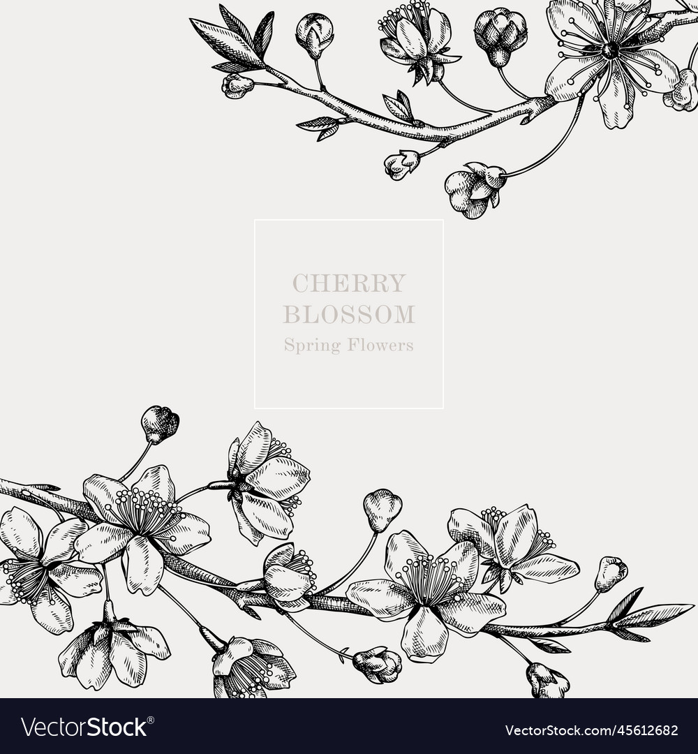 Cherry blossom card or invitation design vector image Cherry blossom card or invitation design