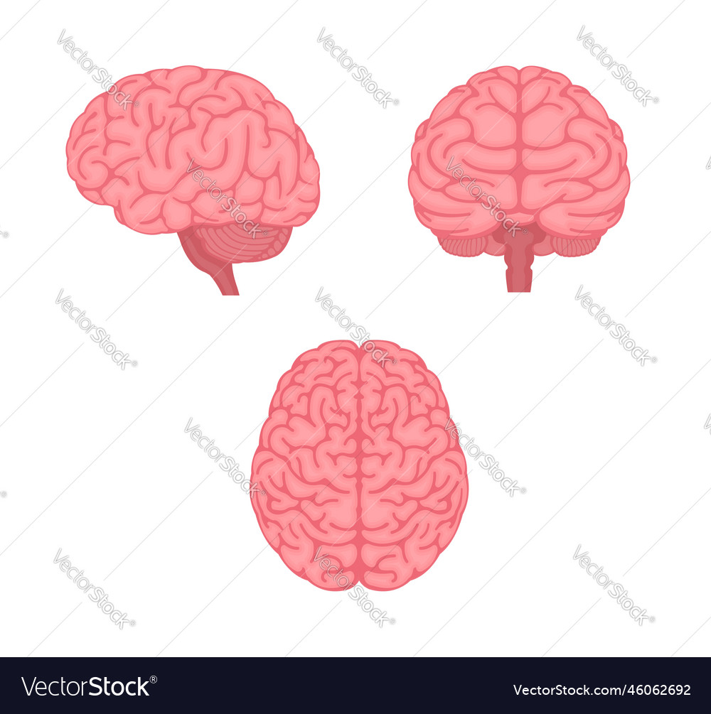 Human brain 3 angles set Royalty Free Vector Image